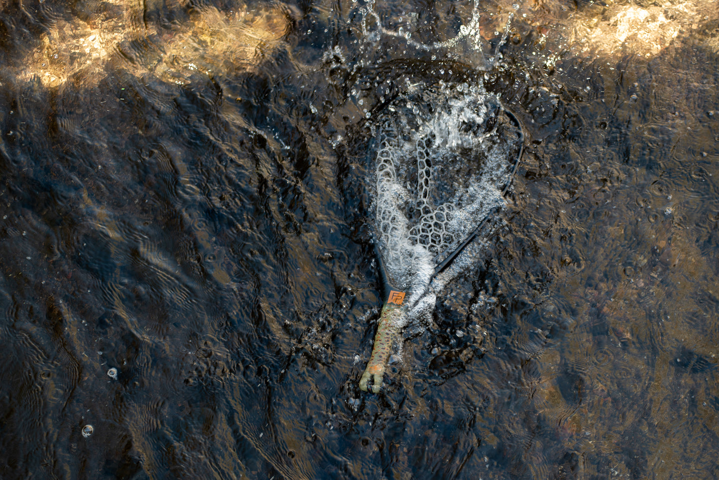 Splash